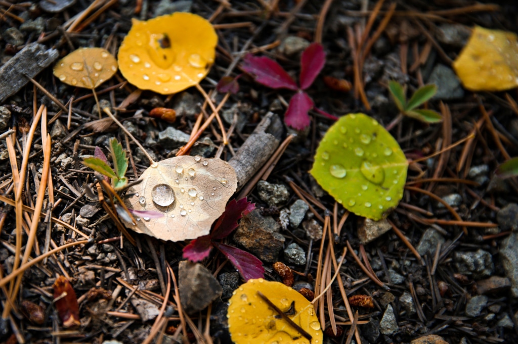 Close-up of autumn leaves resting on rocky ground with droplets of water on their surfaces, creating a damp scene.