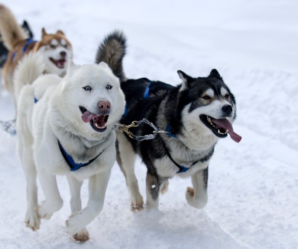 Sled dogs running through the snow on a dog-sledding tour near Breckenridge