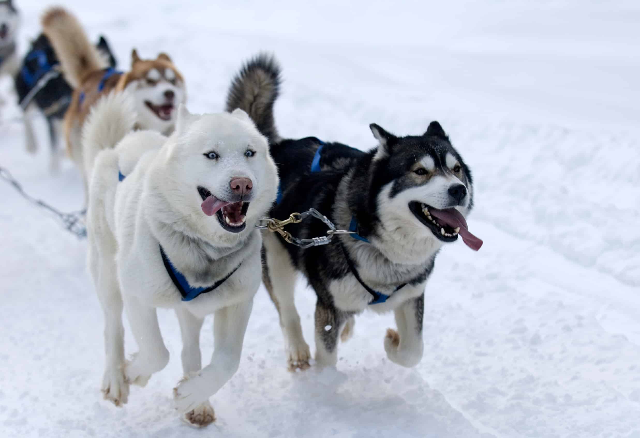 Sled dogs running through the snow on a dog-sledding tour near Breckenridge