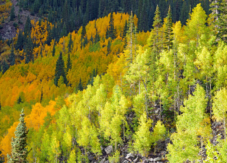The Ultimate Guide to Fall Leaf Peeping in Breckenridge