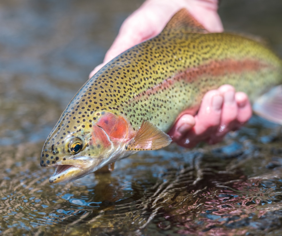 Close-up of a rainbow trout with spotted yellow-green body being held by a fisherman's hand over a shallow, rippling river.