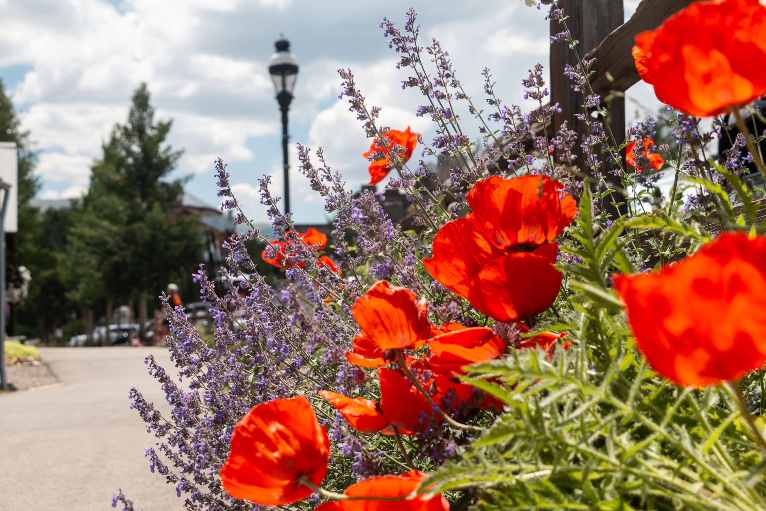 Red poppies and purple lavender in a garden bed along a sidewalk, with a lamp post in the background, under a blue sky.