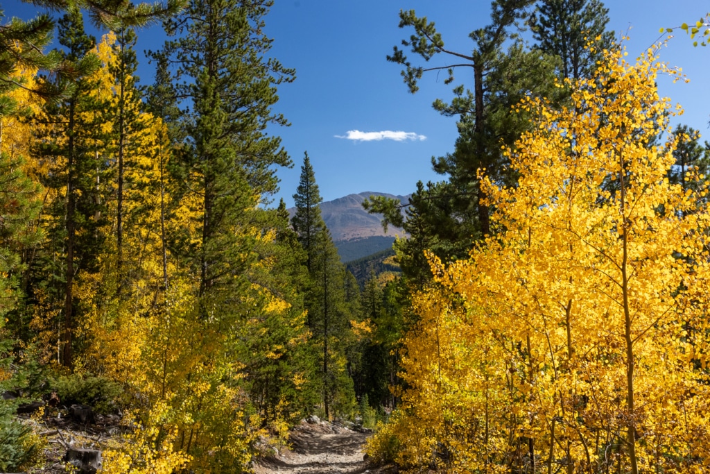 Forest trail through yellow autumn trees under a blue sky with distant mountains. (Informative)