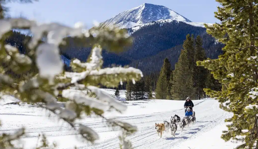 Dog sled team racing through a snowy forest with a mountain in the background as smoke-free trees frame the scene.