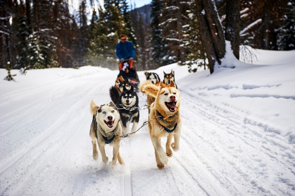 A team of sled dogs pulls a snow-covered sled along a forest trail, lead dogs smiling at the camera.