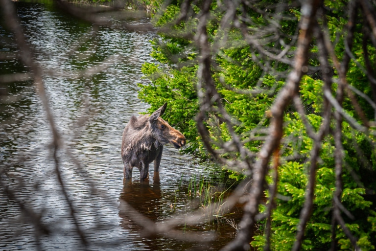 Your Guide to Wildlife in Breckenridge, Colorado