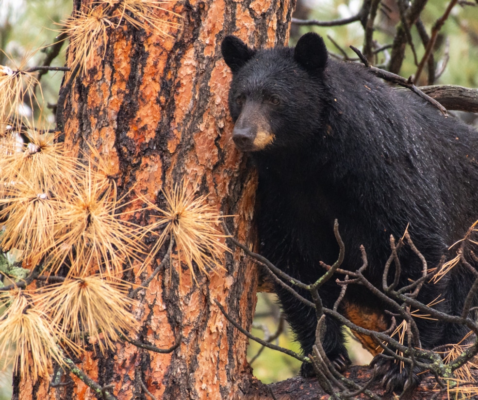 Black bear clinging to a pine tree trunk among orange pine needles in a forest setting