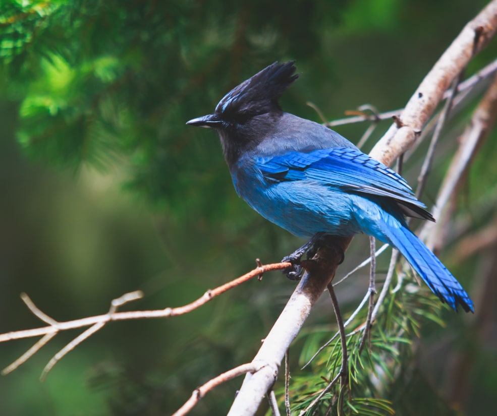Blue jay with a raised crest perched on a pale branch against a blurred green forest background.