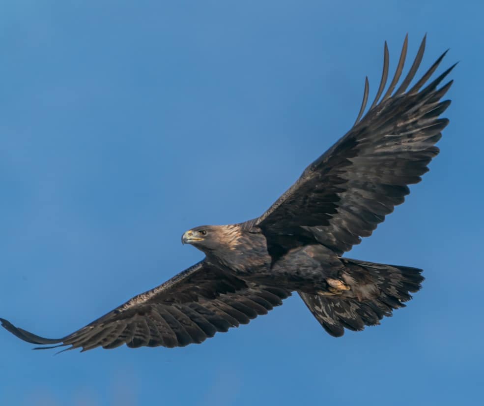 Eagle in flight with outstretched wings against a clear blue sky