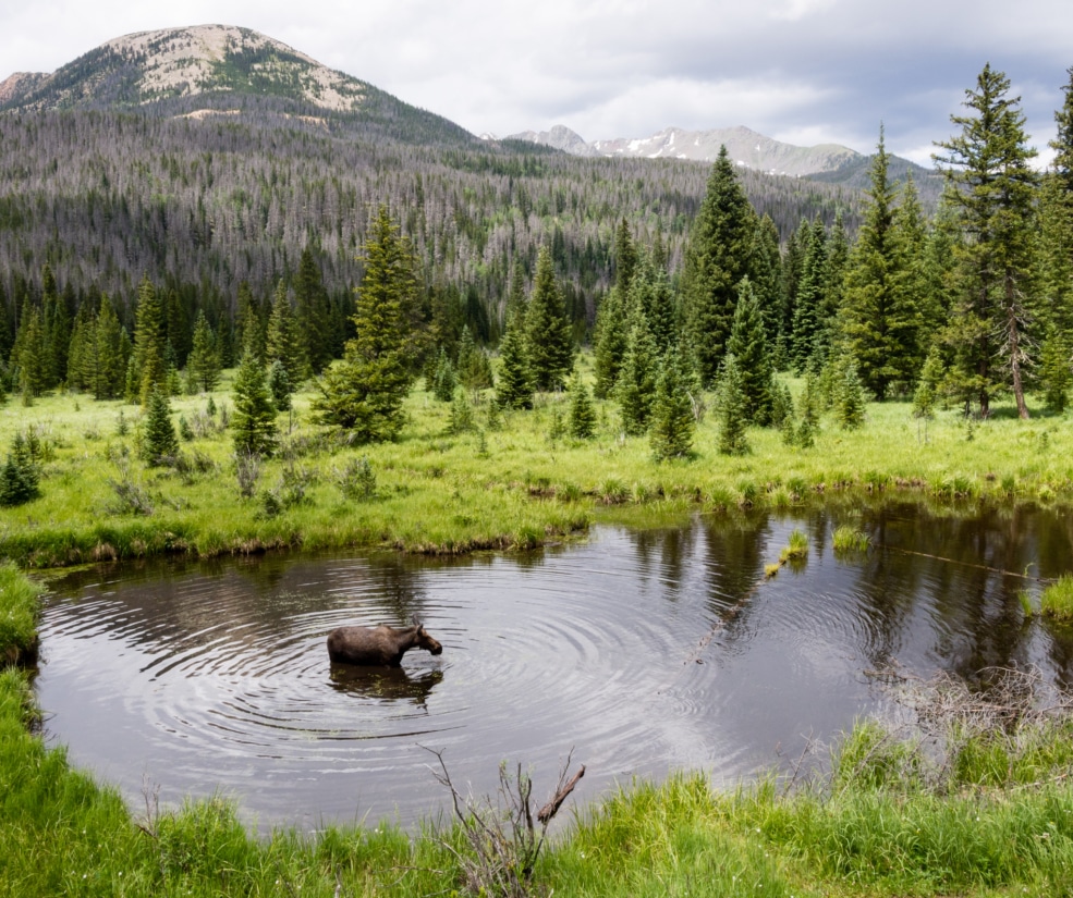 Moose standing in a shallow pond in a green meadow with dense evergreen forest and snow-capped mountains in the background under a cloudy sky.