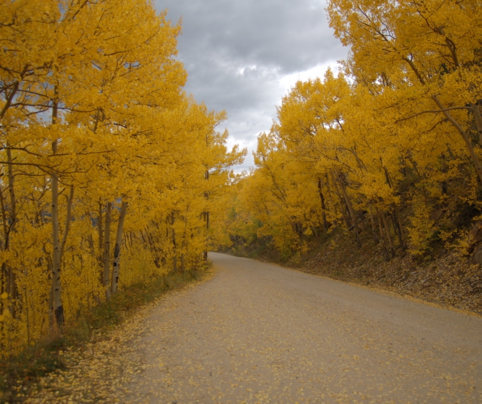 Gravel road winds through a forest of bright yellow autumn aspen trees under a cloudy sky.