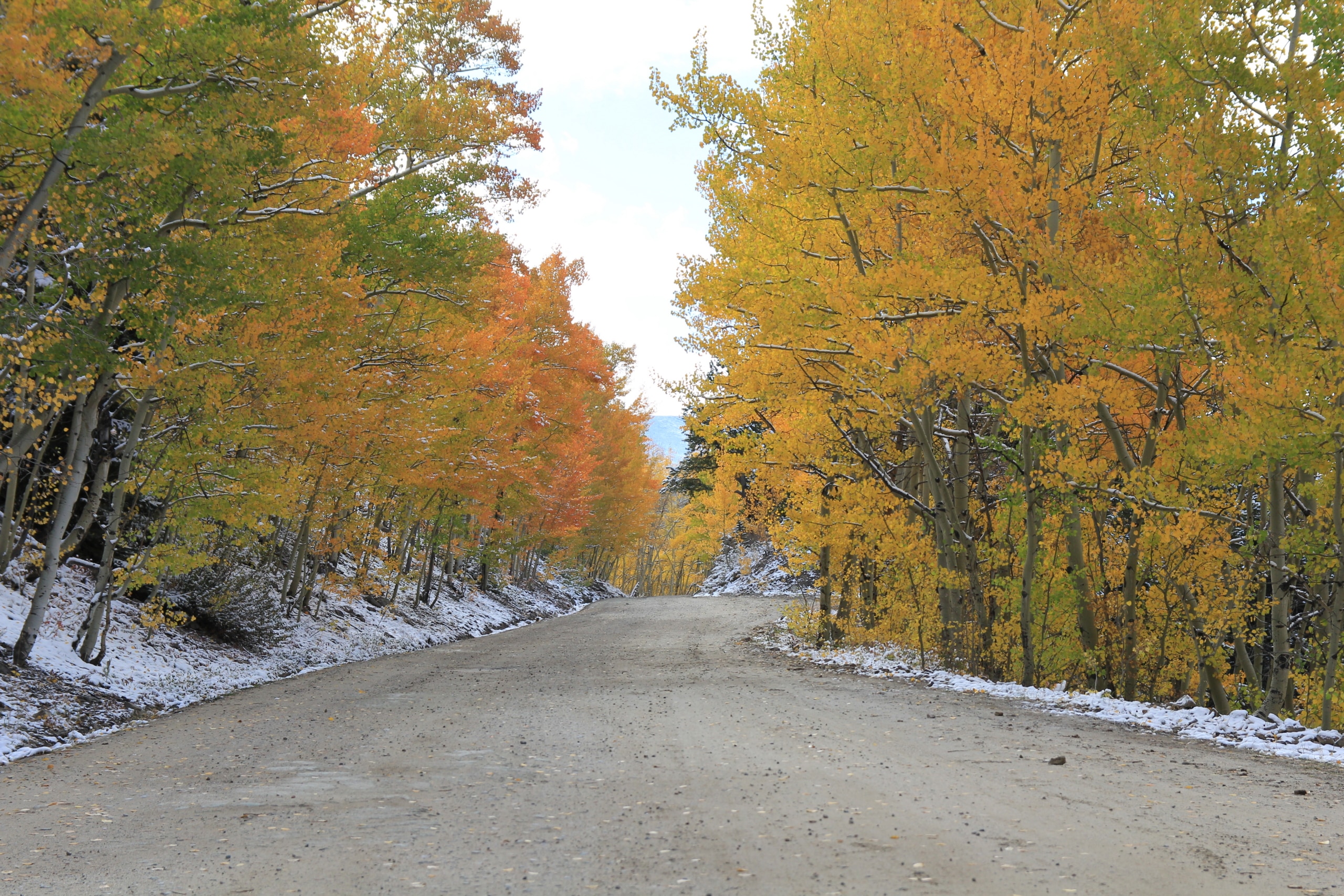 Dusty road through a forest of aspen trees in fall colors, with a light dusting of snow along the ground.