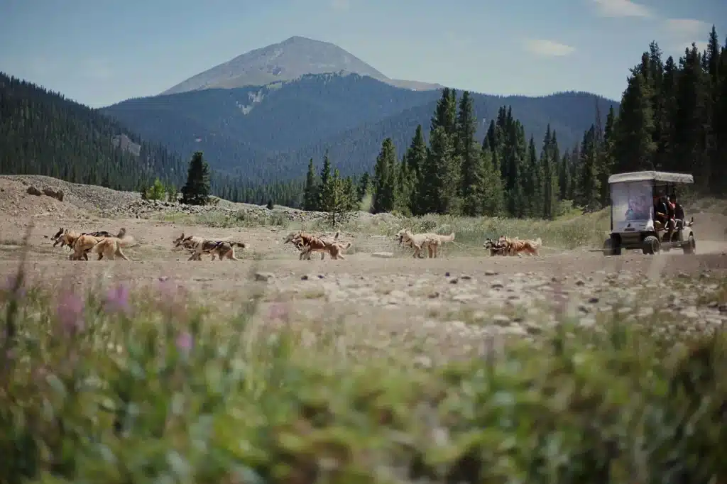 A pack of dogs sprint along a dusty mountain trail as a small utility cart with riders appears on the right in the background.